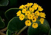 Yellow Sand Verbena, Abronia latifolia